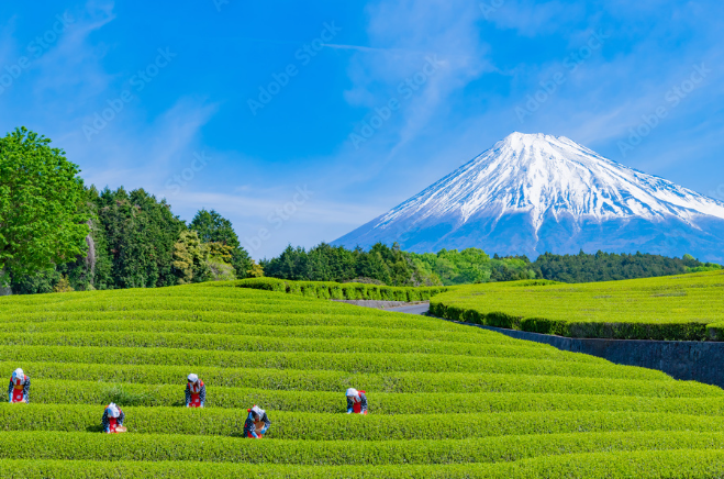 【2026年最新】静岡県静岡市エリアのおすすめ整骨院・鍼灸院10選